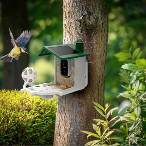 Photo Birdfeeder et oiseau